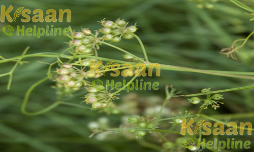 आर सी आर 436 (धनिया)